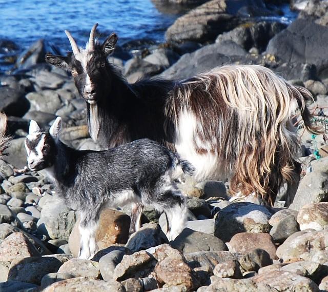 Scotland's Wild Goats