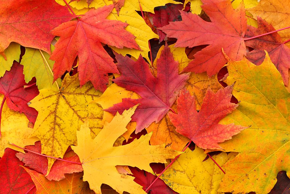 Autumn - The truly underrated season