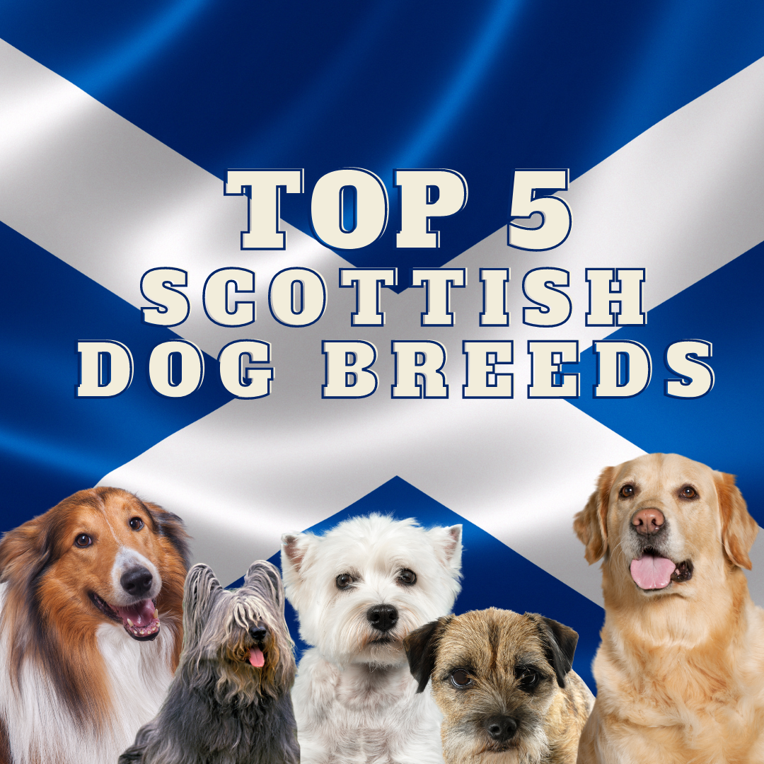 The top 5 most popular Scottish dog breeds